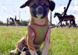 emley show dog